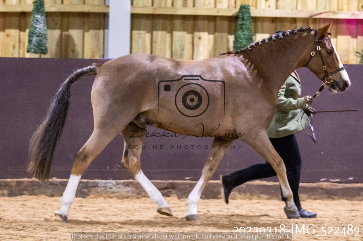 Home Farm Showing 18th March (Inhand)