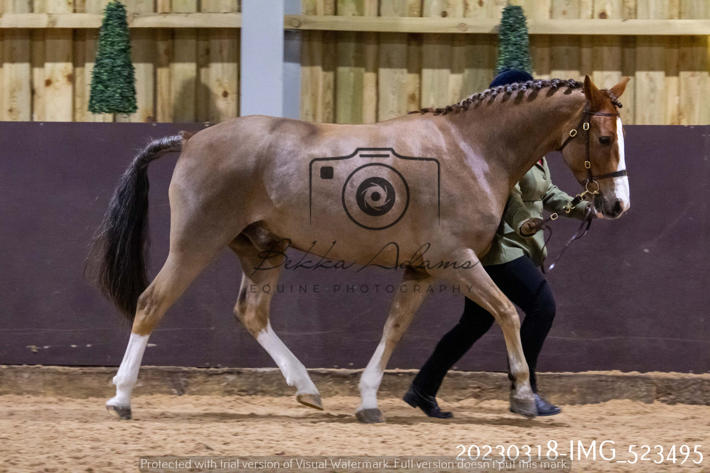 Home Farm Showing 18th March (Inhand)