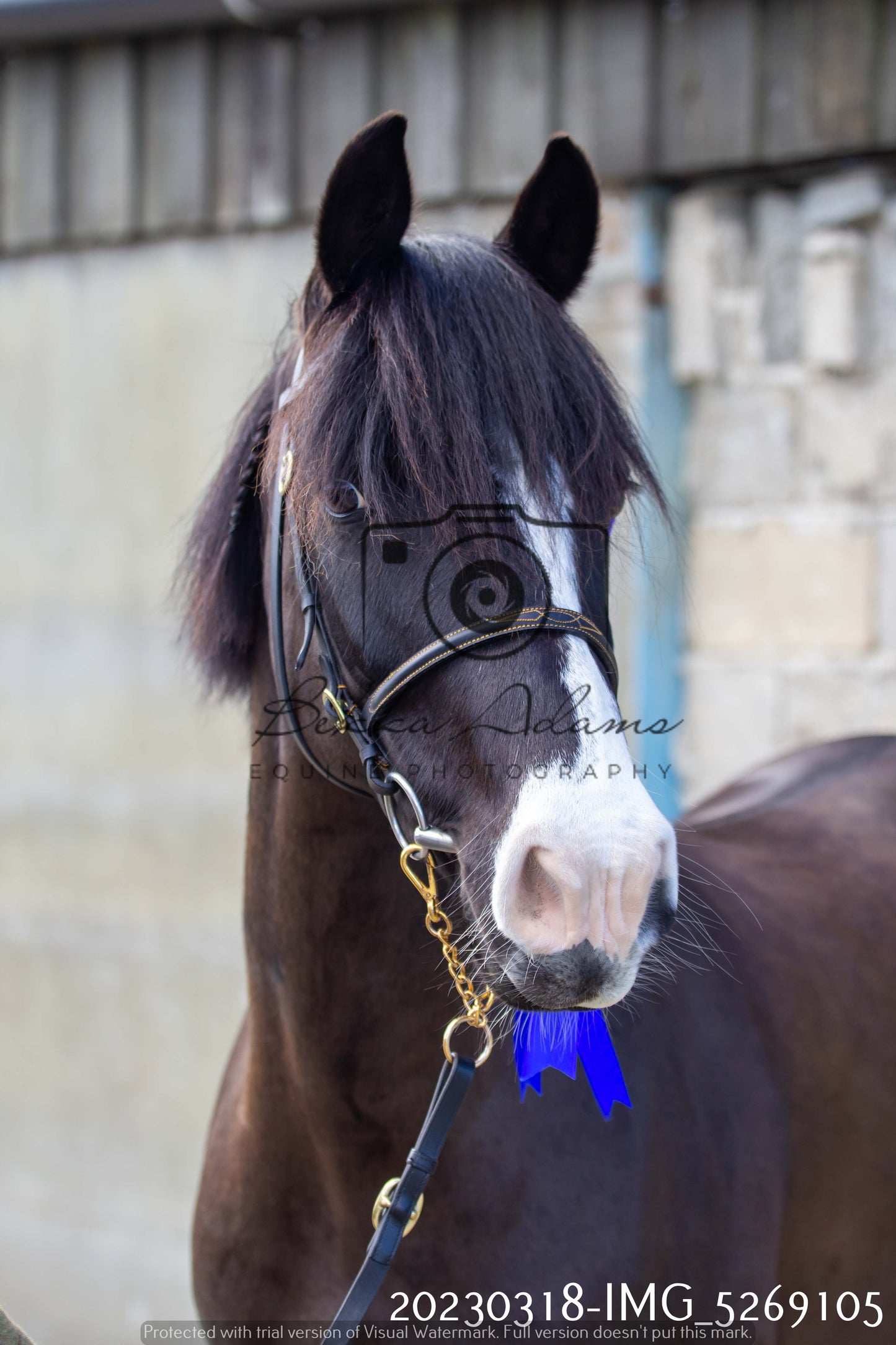 Home Farm Showing 18th March (Inhand)