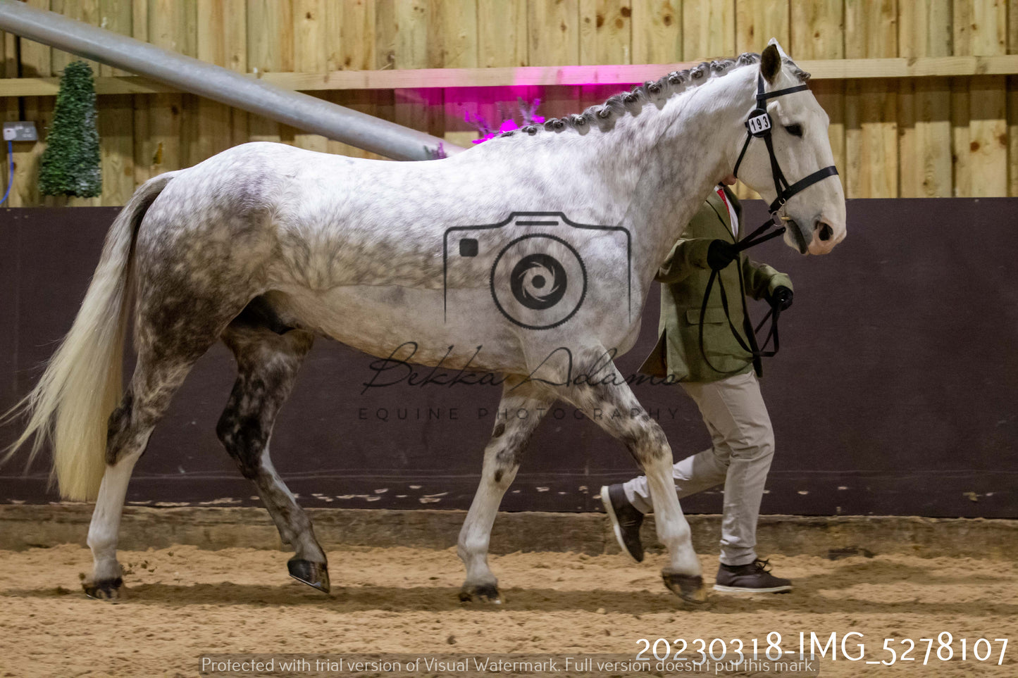 Home Farm Showing 18th March (Inhand)
