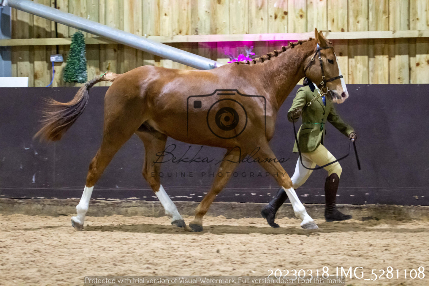 Home Farm Showing 18th March (Inhand)