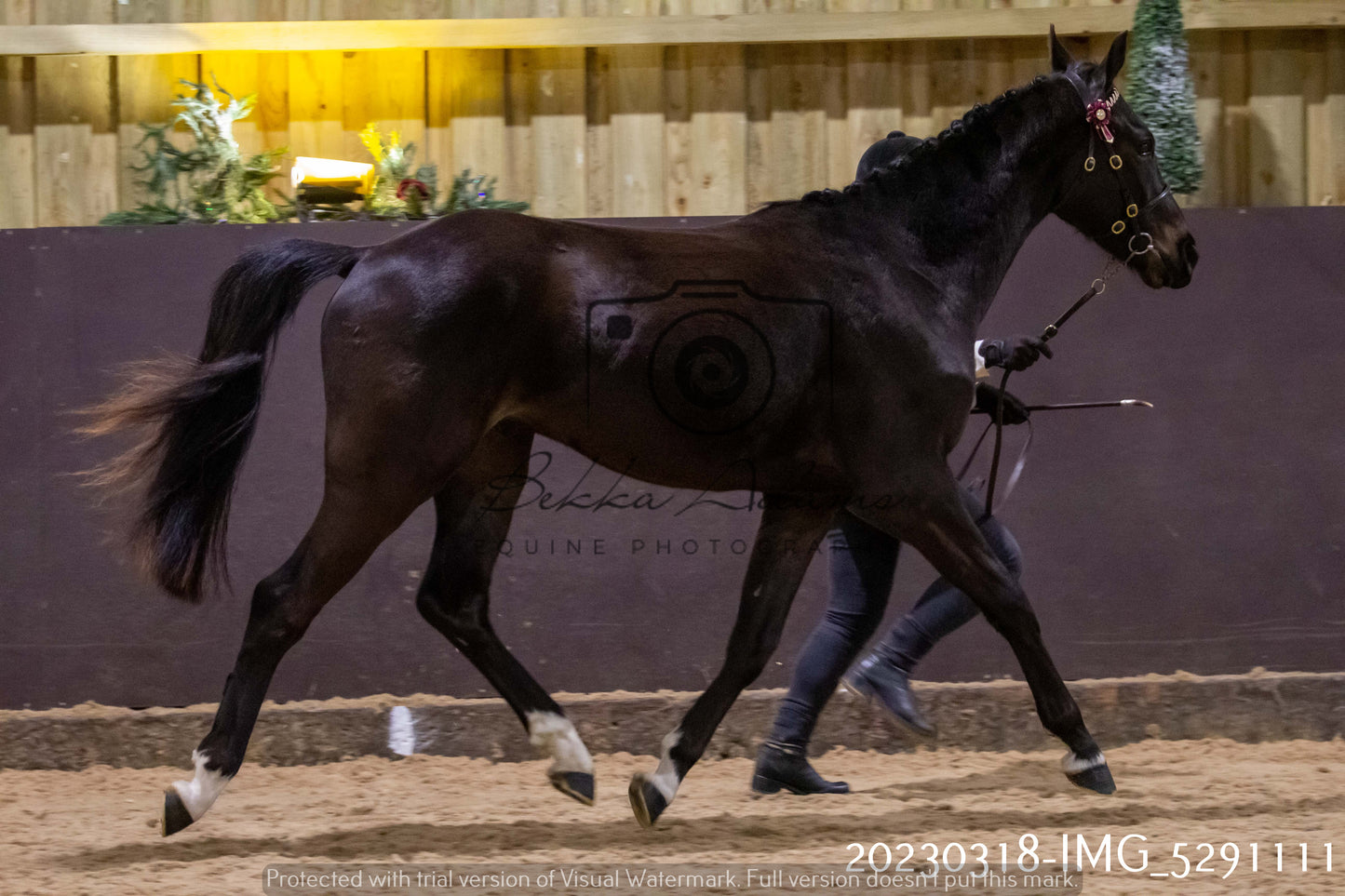 Home Farm Showing 18th March (Inhand)