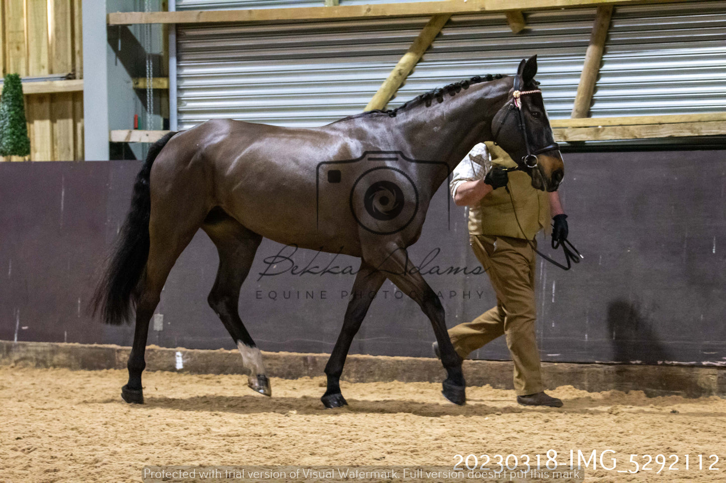 Home Farm Showing 18th March (Inhand)