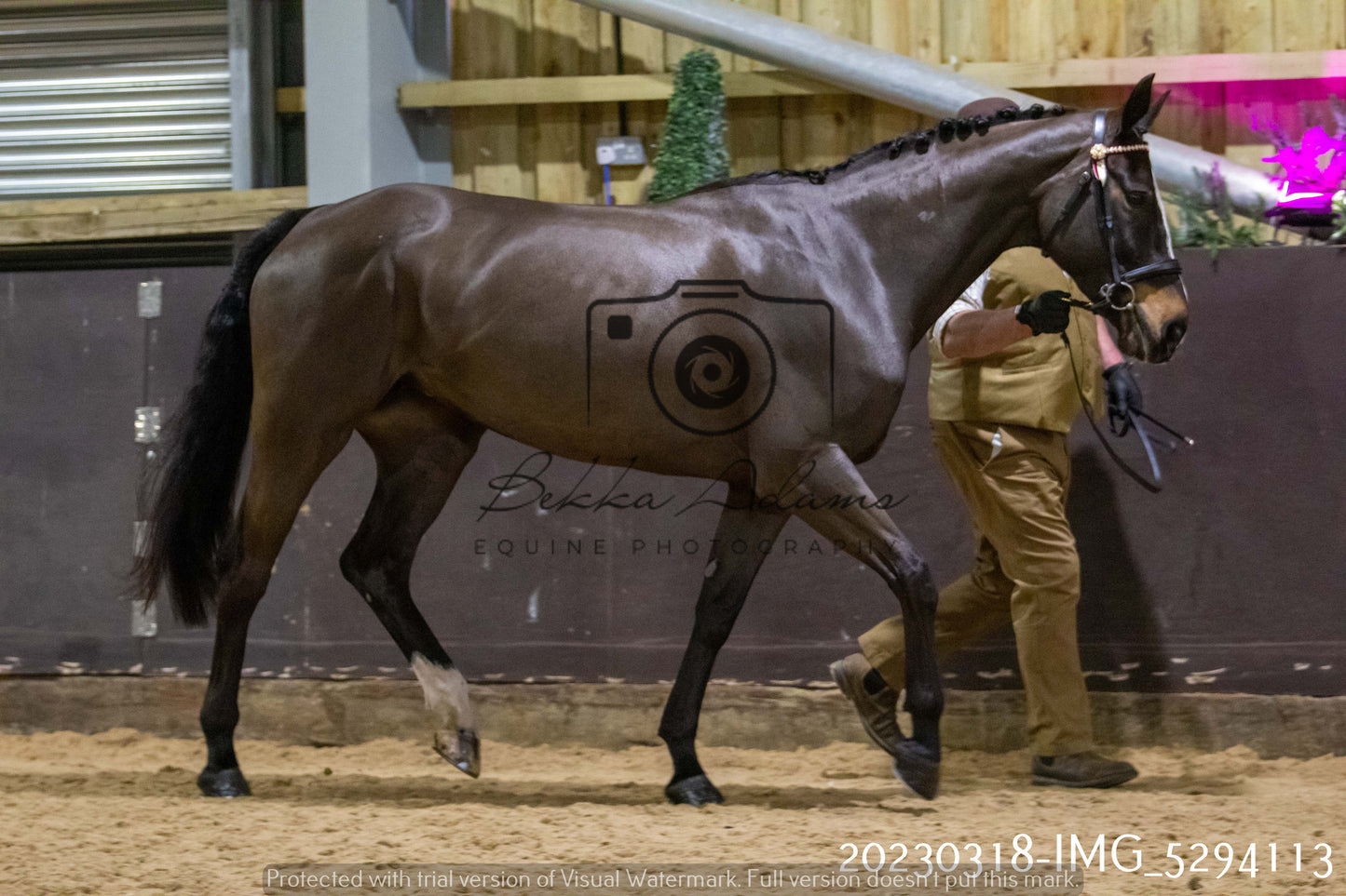 Home Farm Showing 18th March (Inhand)