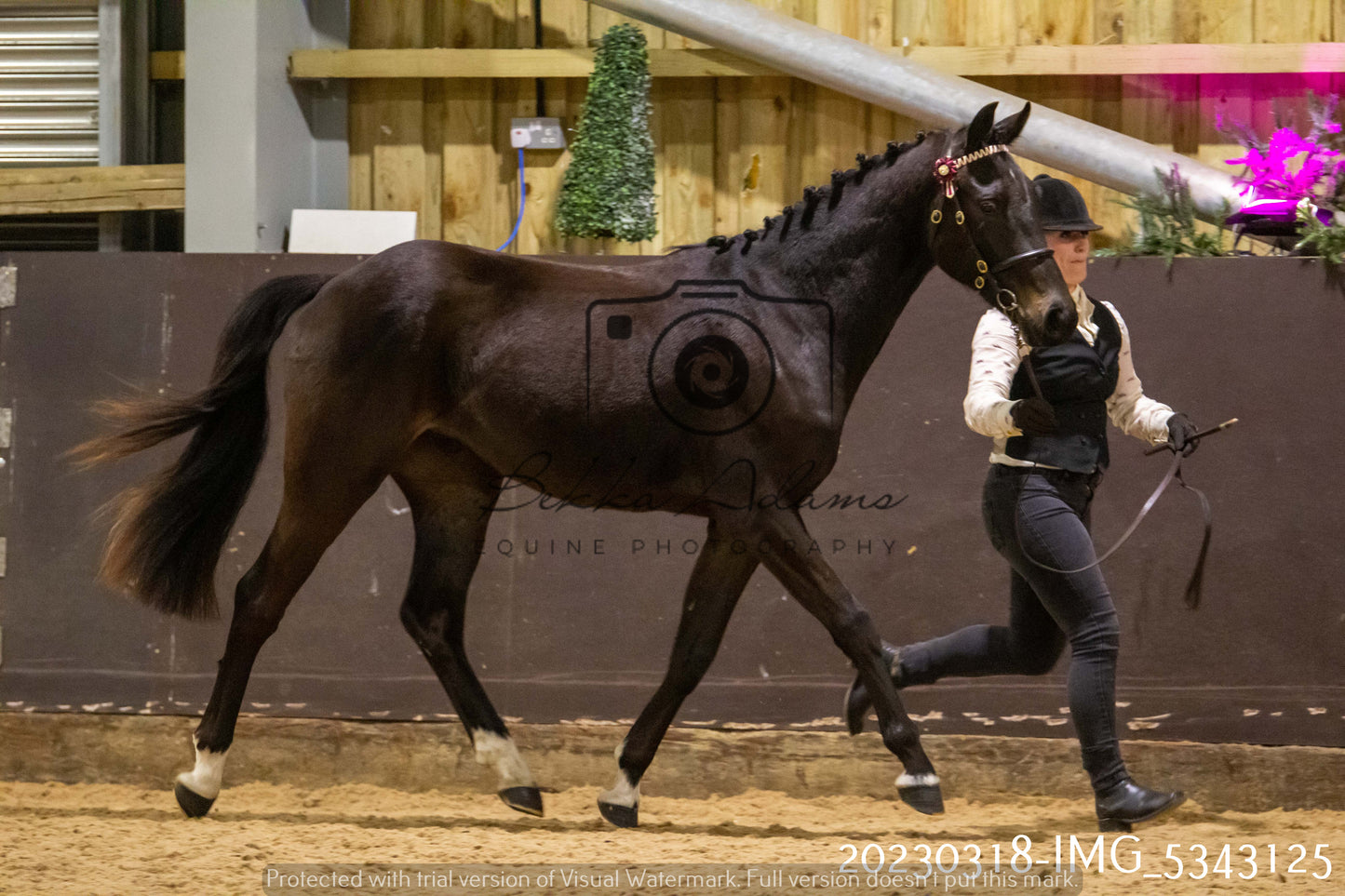 Home Farm Showing 18th March (Inhand)