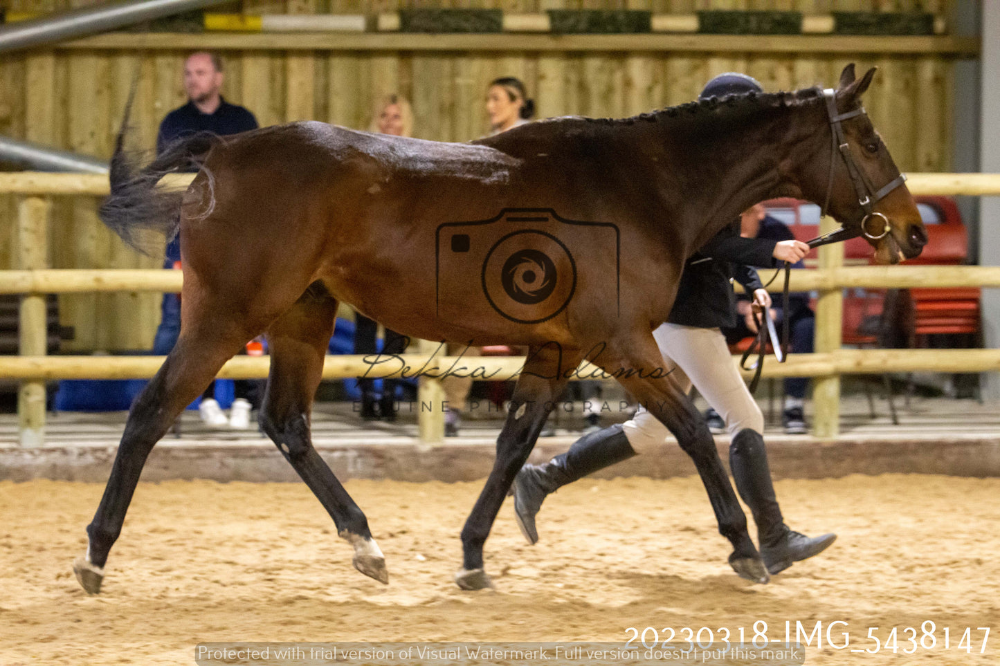 Home Farm Showing 18th March (Inhand)