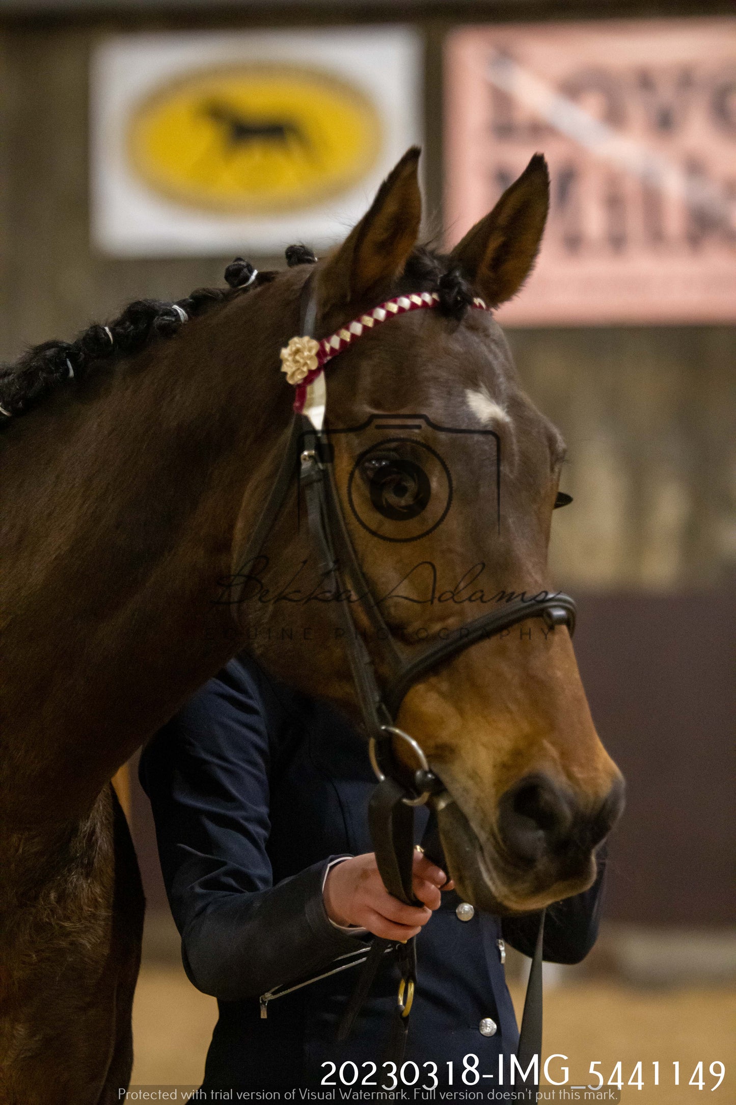 Home Farm Showing 18th March (Inhand)