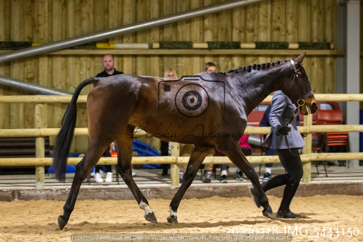 Home Farm Showing 18th March (Inhand)