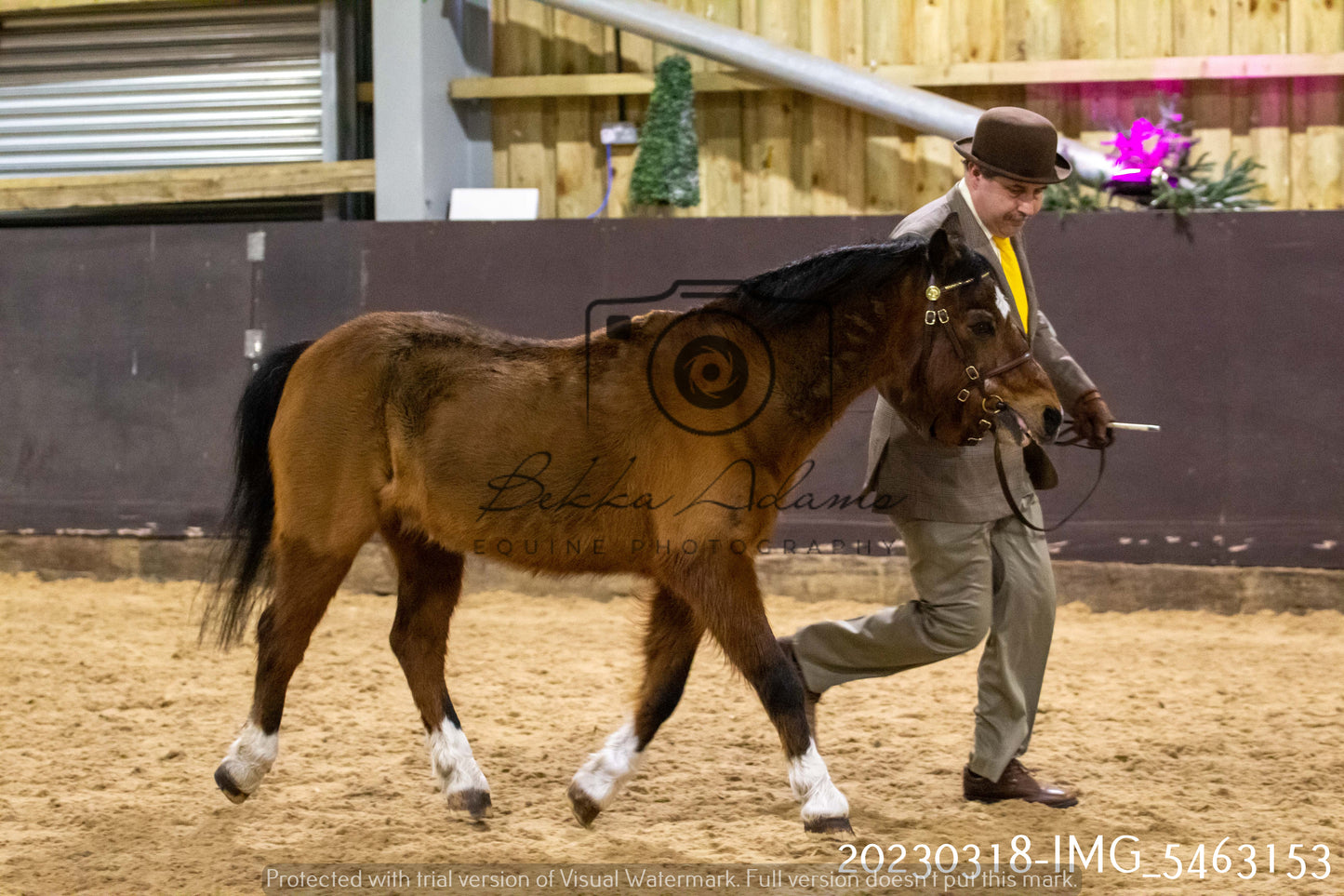 Home Farm Showing 18th March (Inhand)