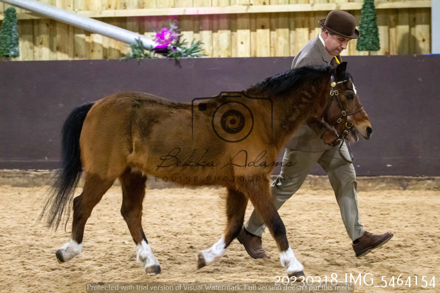 Home Farm Showing 18th March (Inhand)