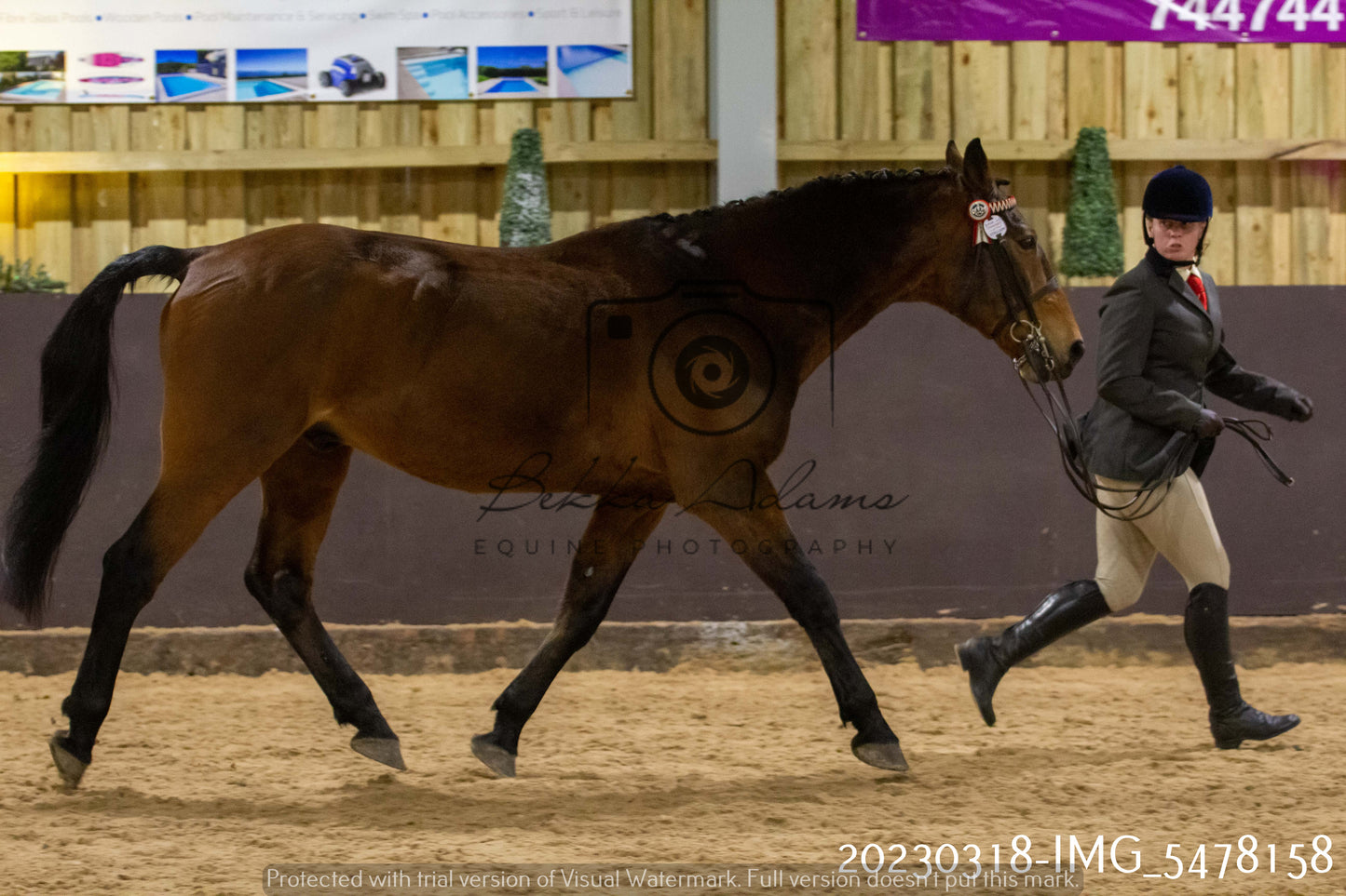 Home Farm Showing 18th March (Inhand)