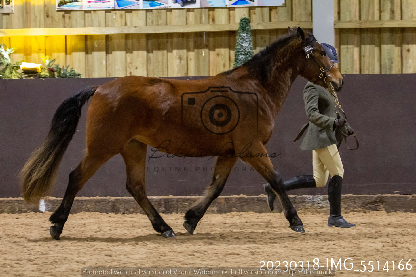 Home Farm Showing 18th March (Inhand)