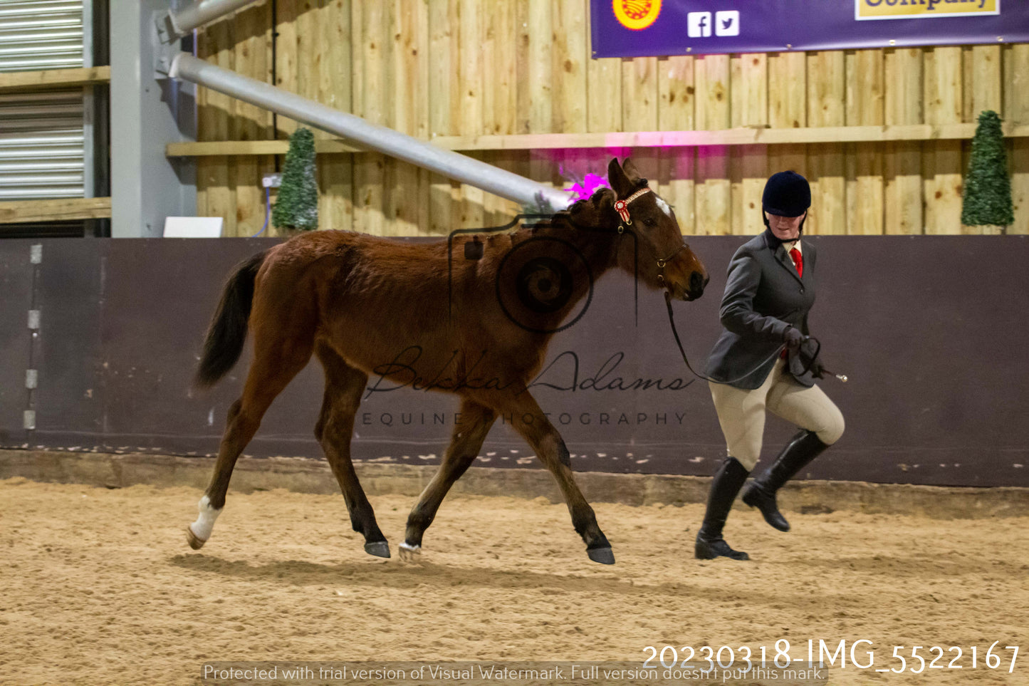 Home Farm Showing 18th March (Inhand)