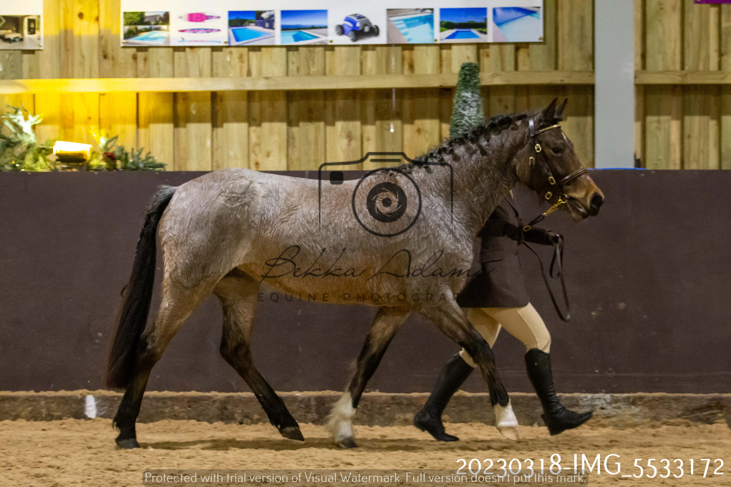 Home Farm Showing 18th March (Inhand)