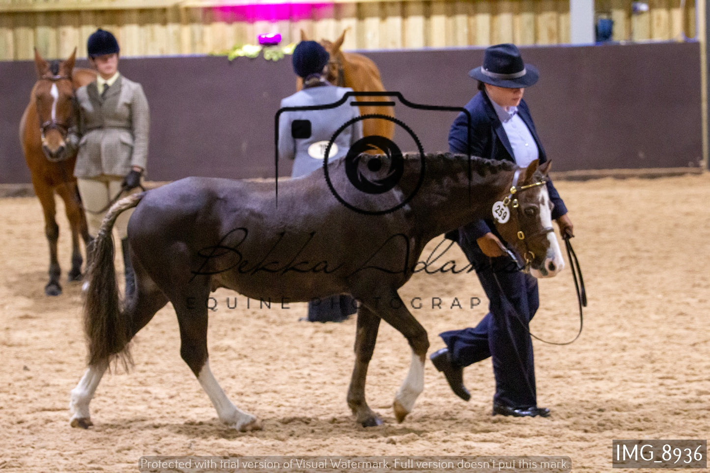 JHOYS In Hand Showing