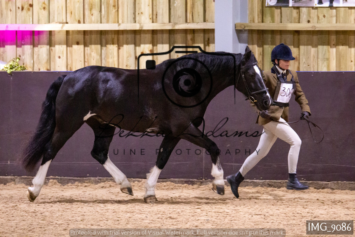 JHOYS In Hand Showing
