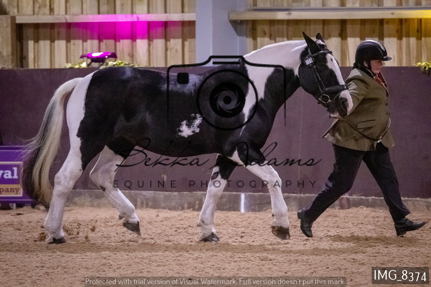 JHOYS In Hand Showing