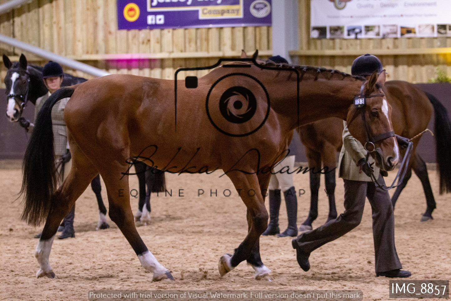 JHOYS In Hand Showing