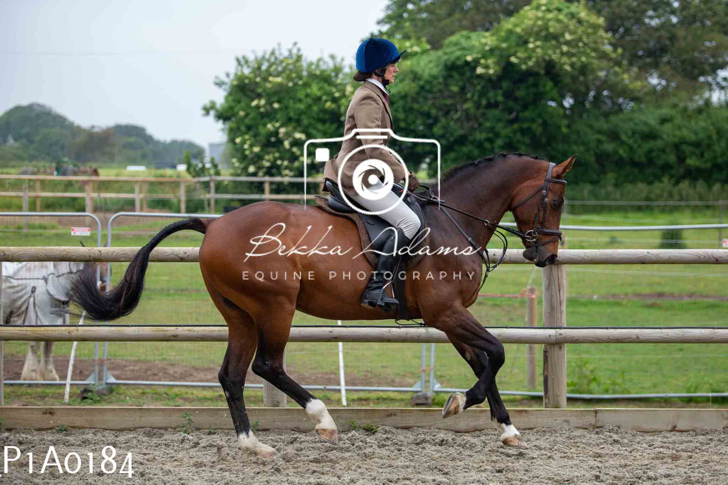 Home Farm Working Hunter 10th June