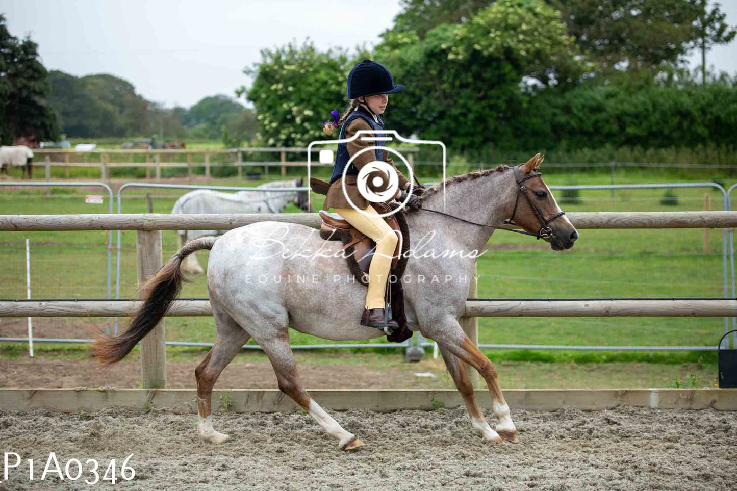 Home Farm Working Hunter 10th June