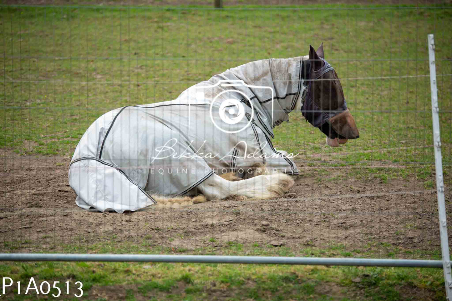 Home Farm Working Hunter 10th June