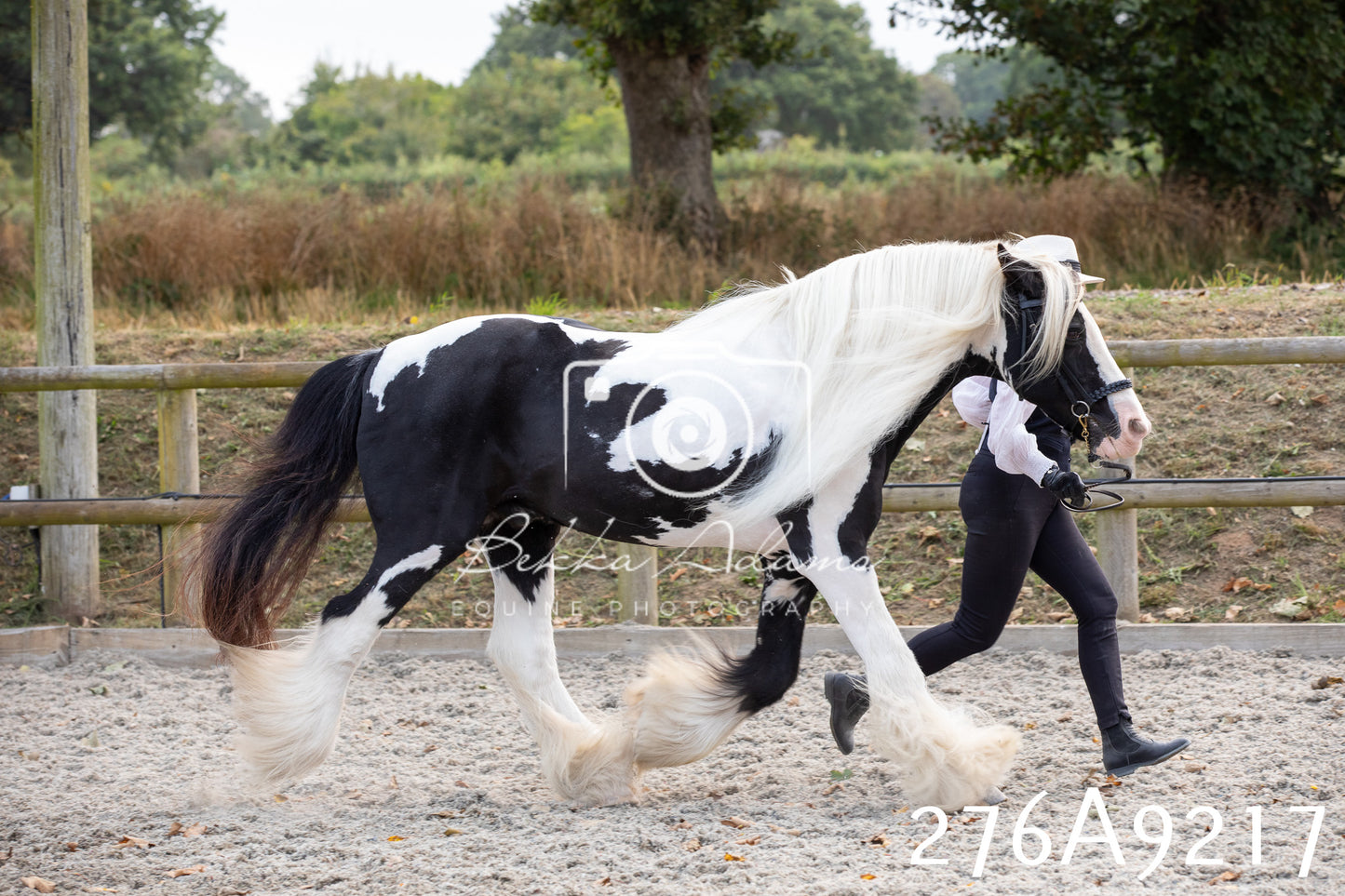 Home Farm Annual Show 2025 - Inhand Pt 1