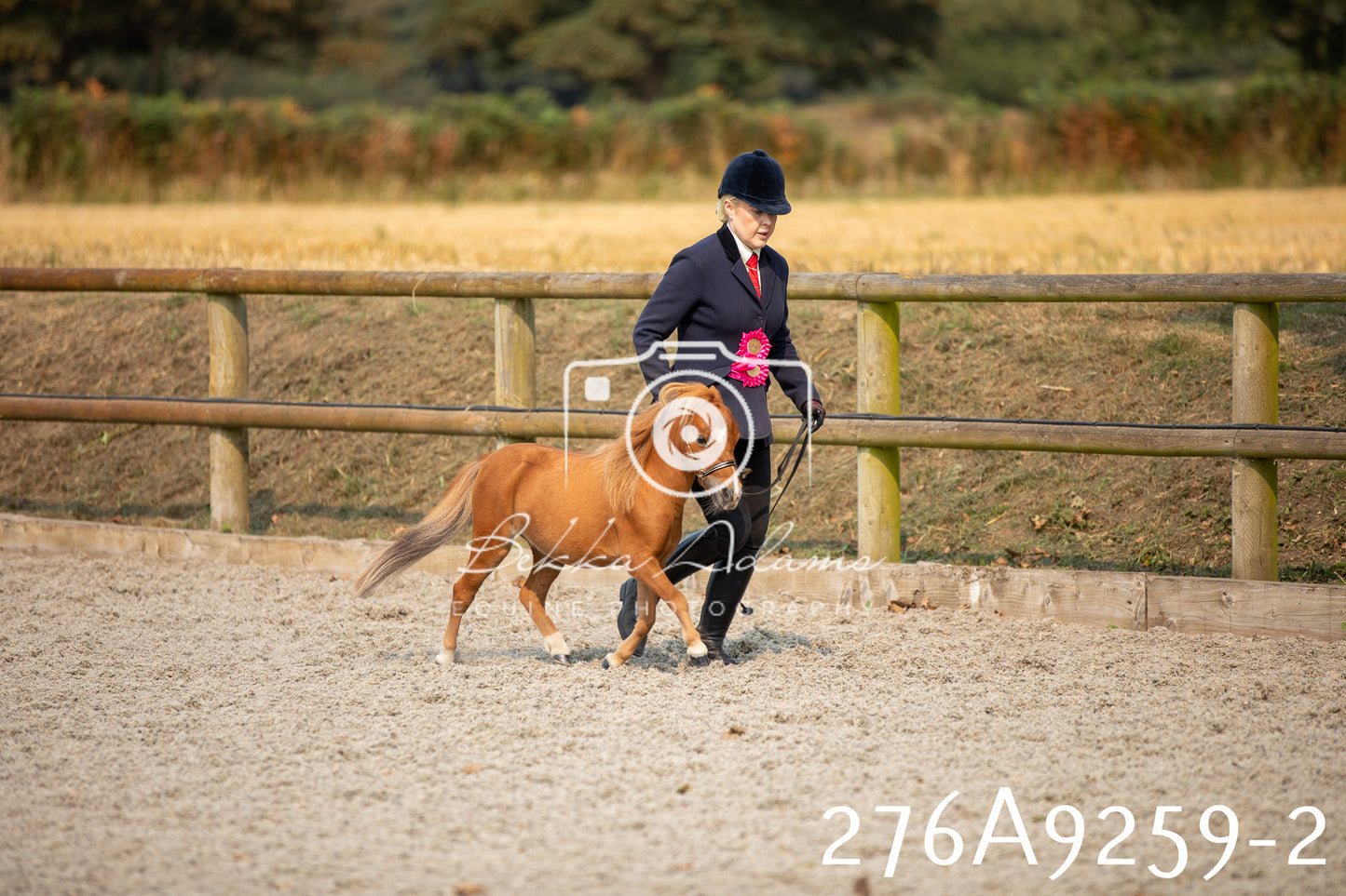 Home Farm Annual Show 2025 - Inhand Pt 1