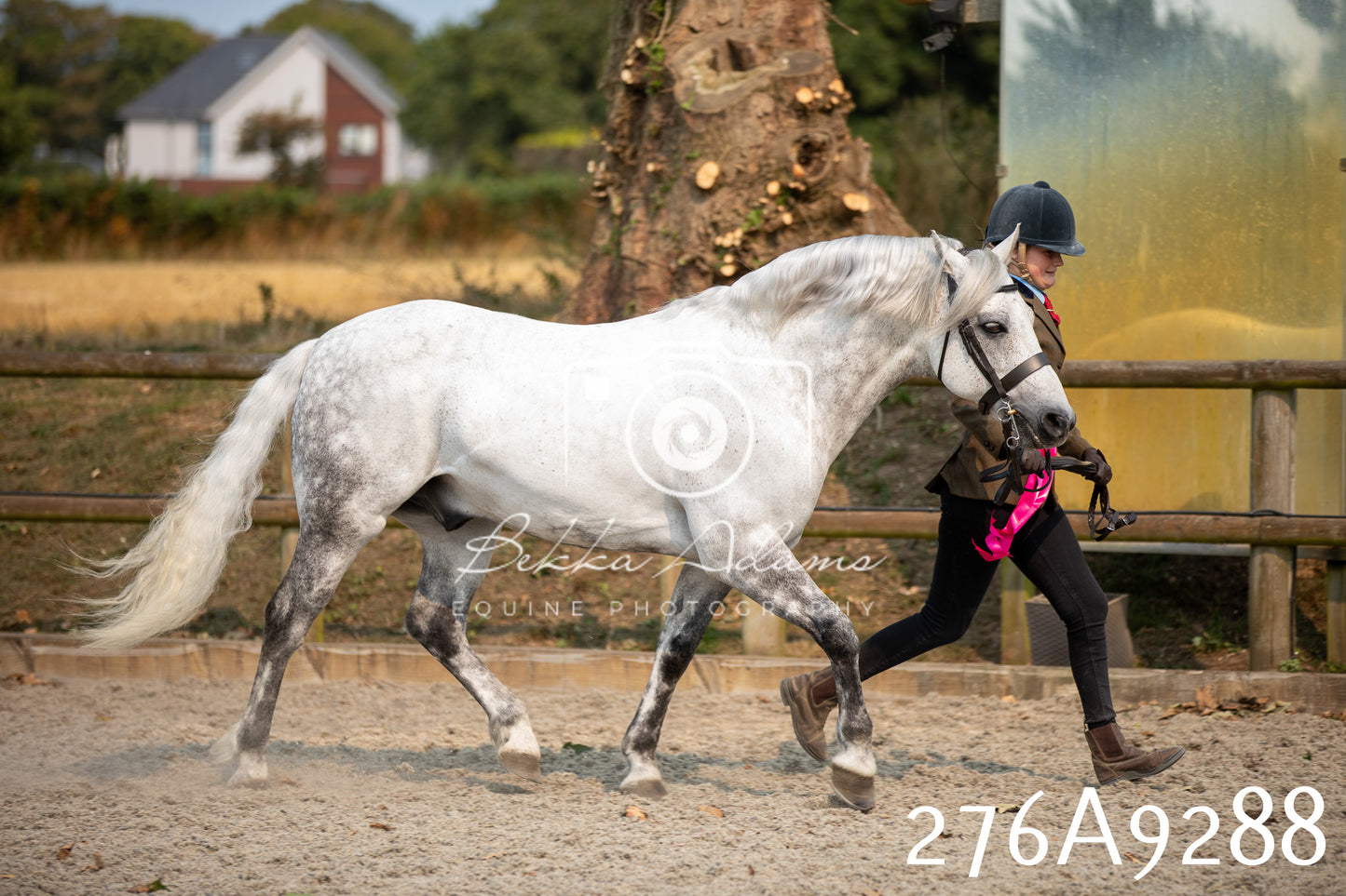 Home Farm Annual Show 2025 - Inhand Pt 1