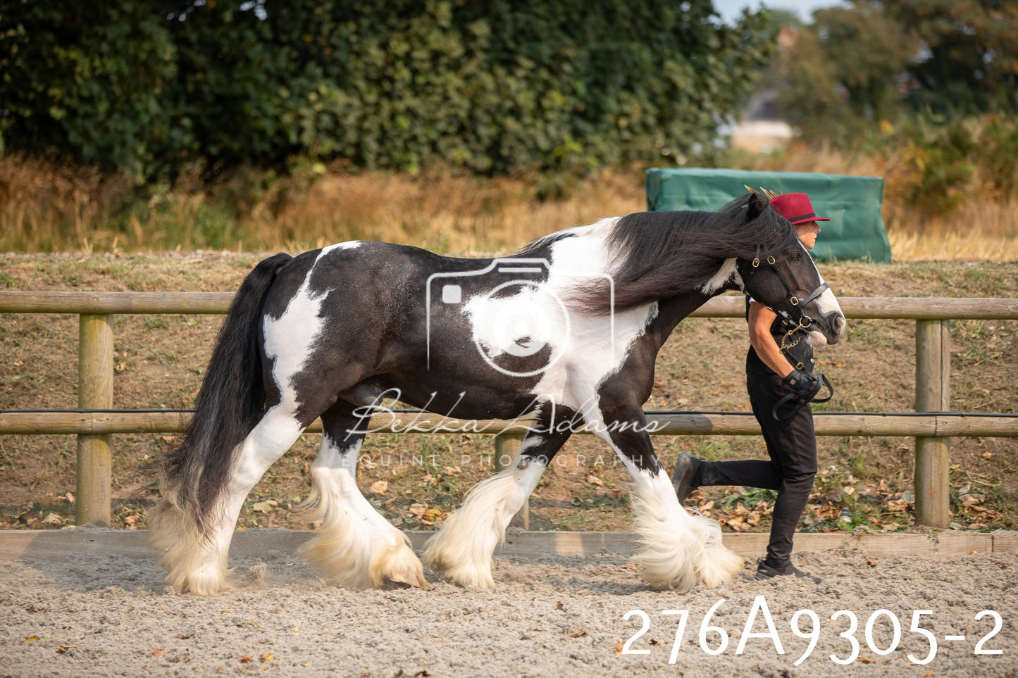 Home Farm Annual Show 2025 - Inhand Pt 1