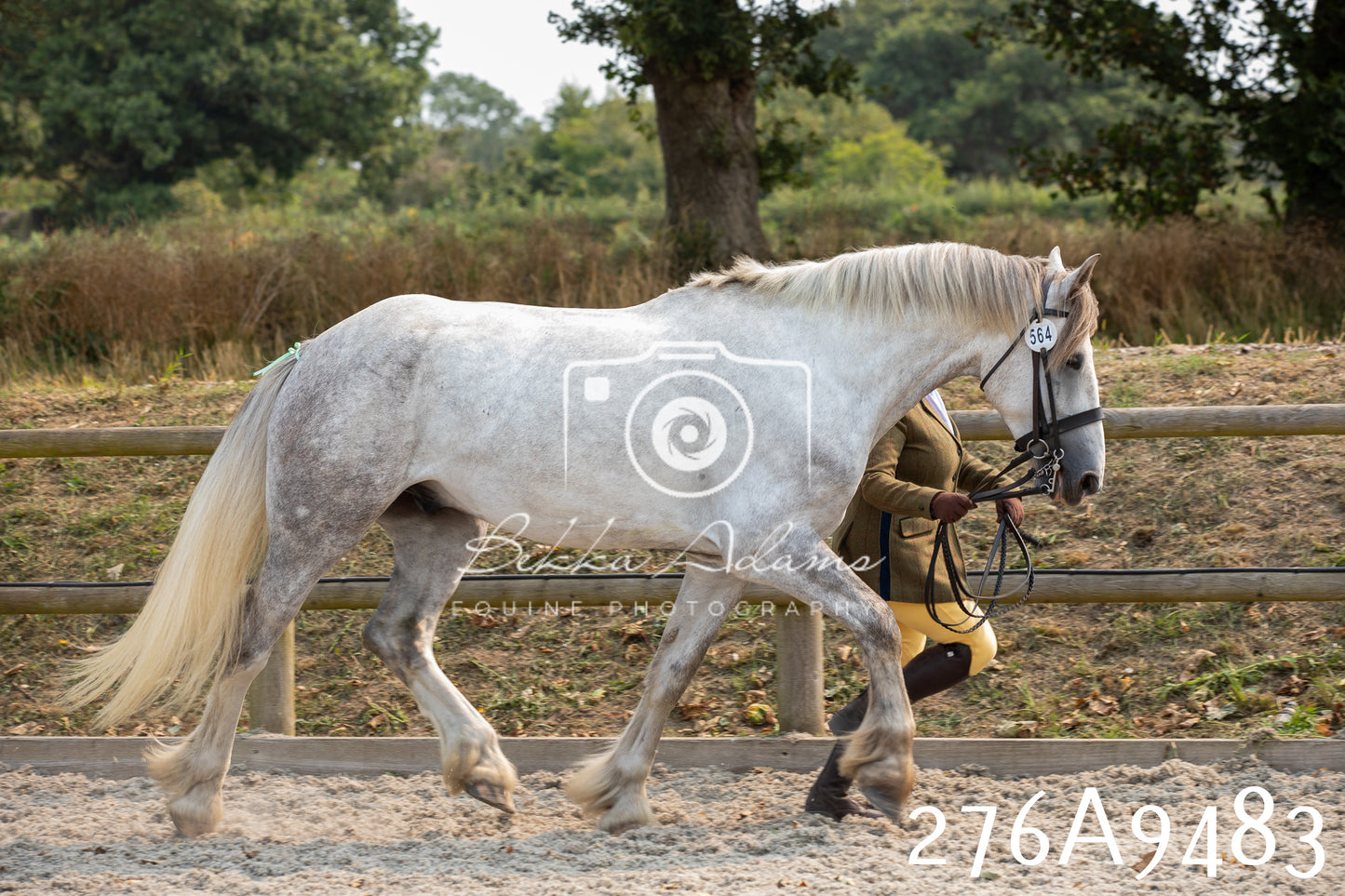 Home Farm Annual Show 2025 - Inhand Pt 2