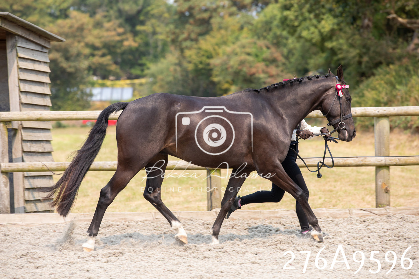 Home Farm Annual Show 2025 - Inhand Pt 2
