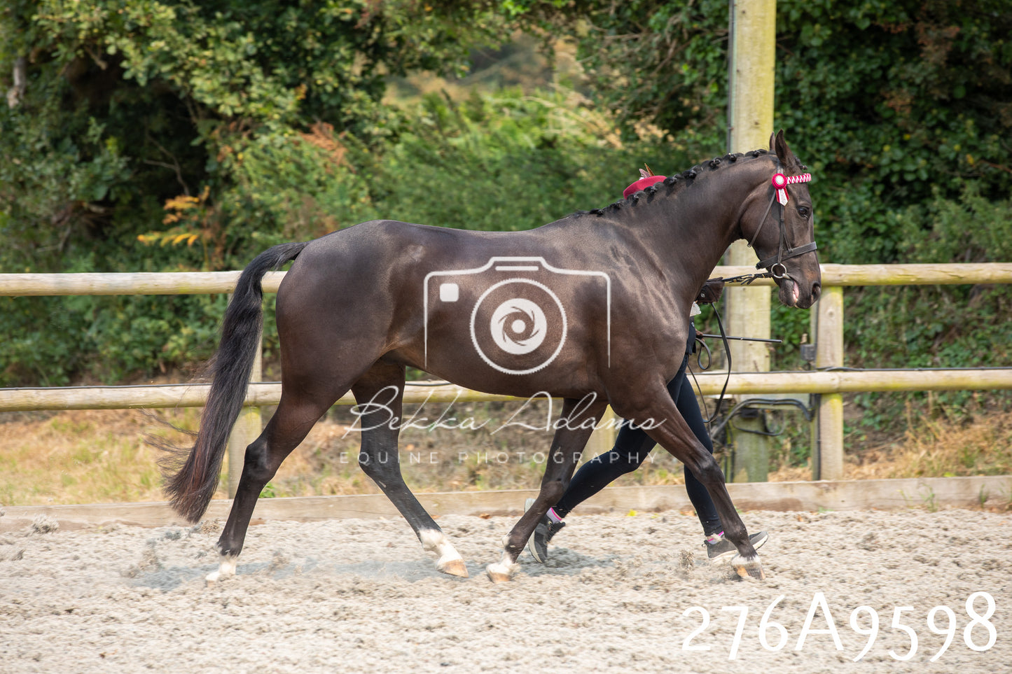 Home Farm Annual Show 2025 - Inhand Pt 2