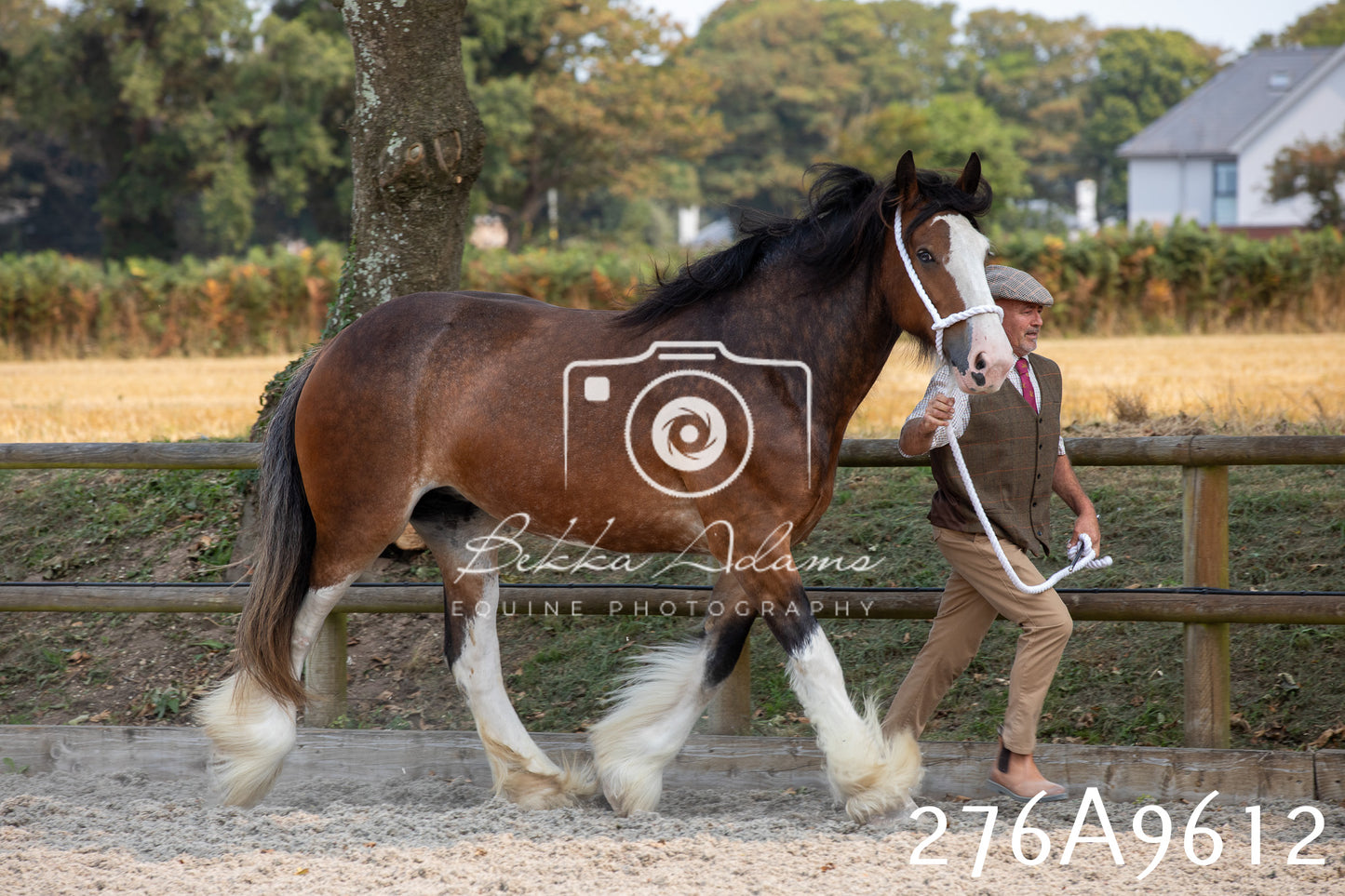 Home Farm Annual Show 2025 - Inhand Pt 2