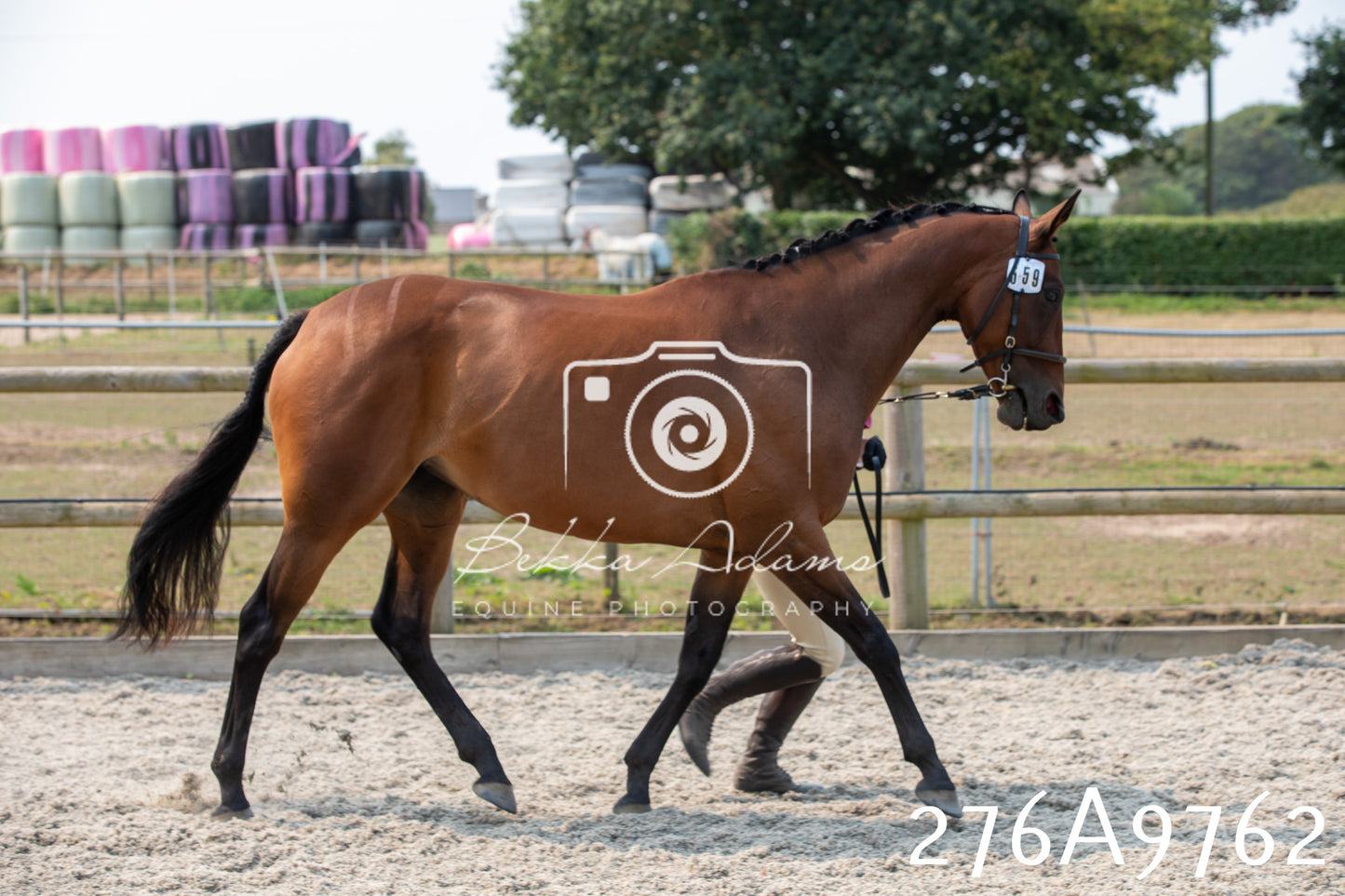 Home Farm Annual Show 2025 - Inhand Pt 2