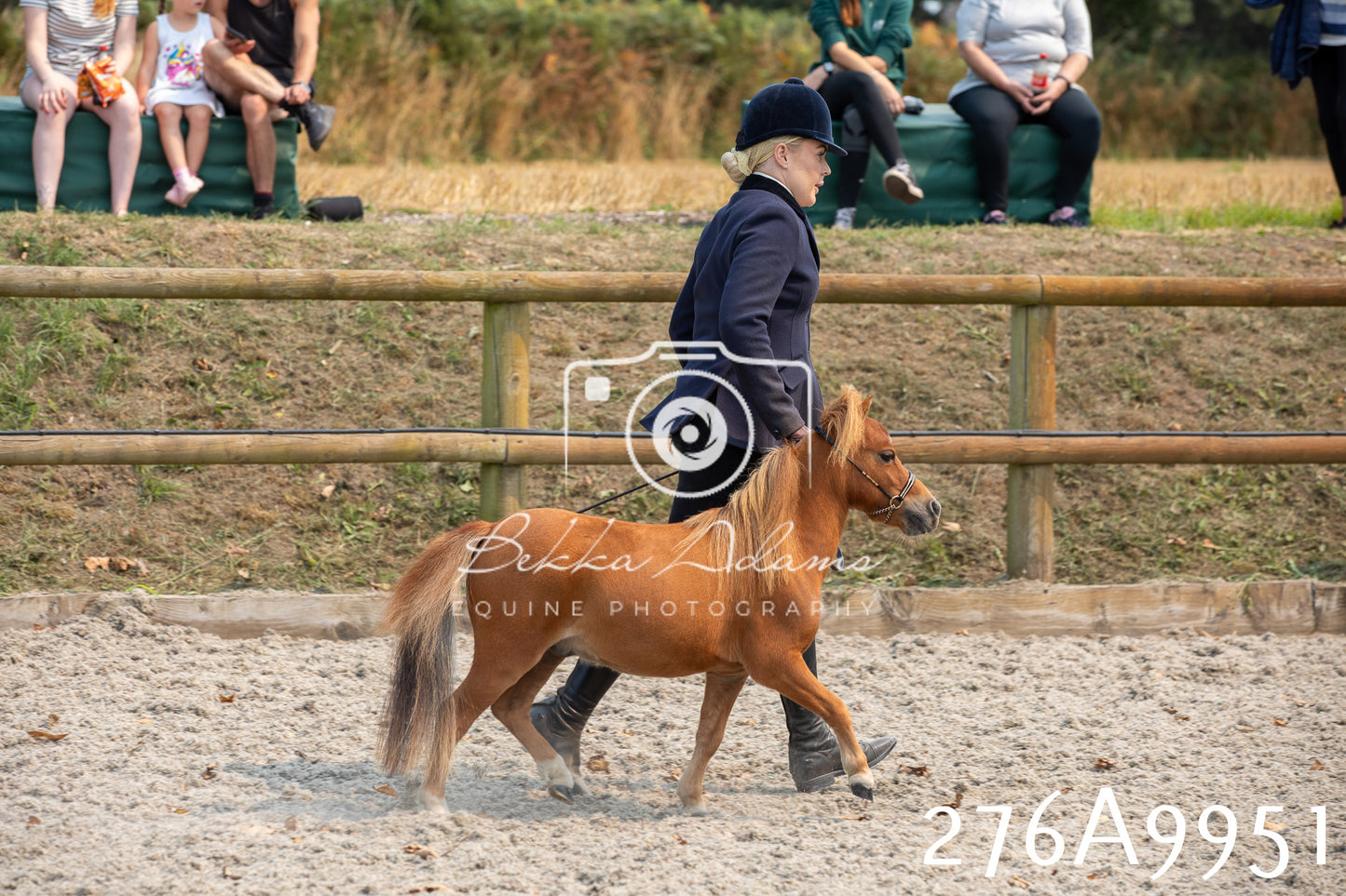 Home Farm Annual Show 2025 - Inhand Pt 2