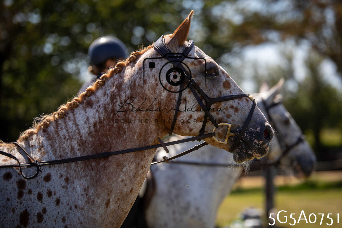 St Lawrence Charity Horse Show - Saturday pt1