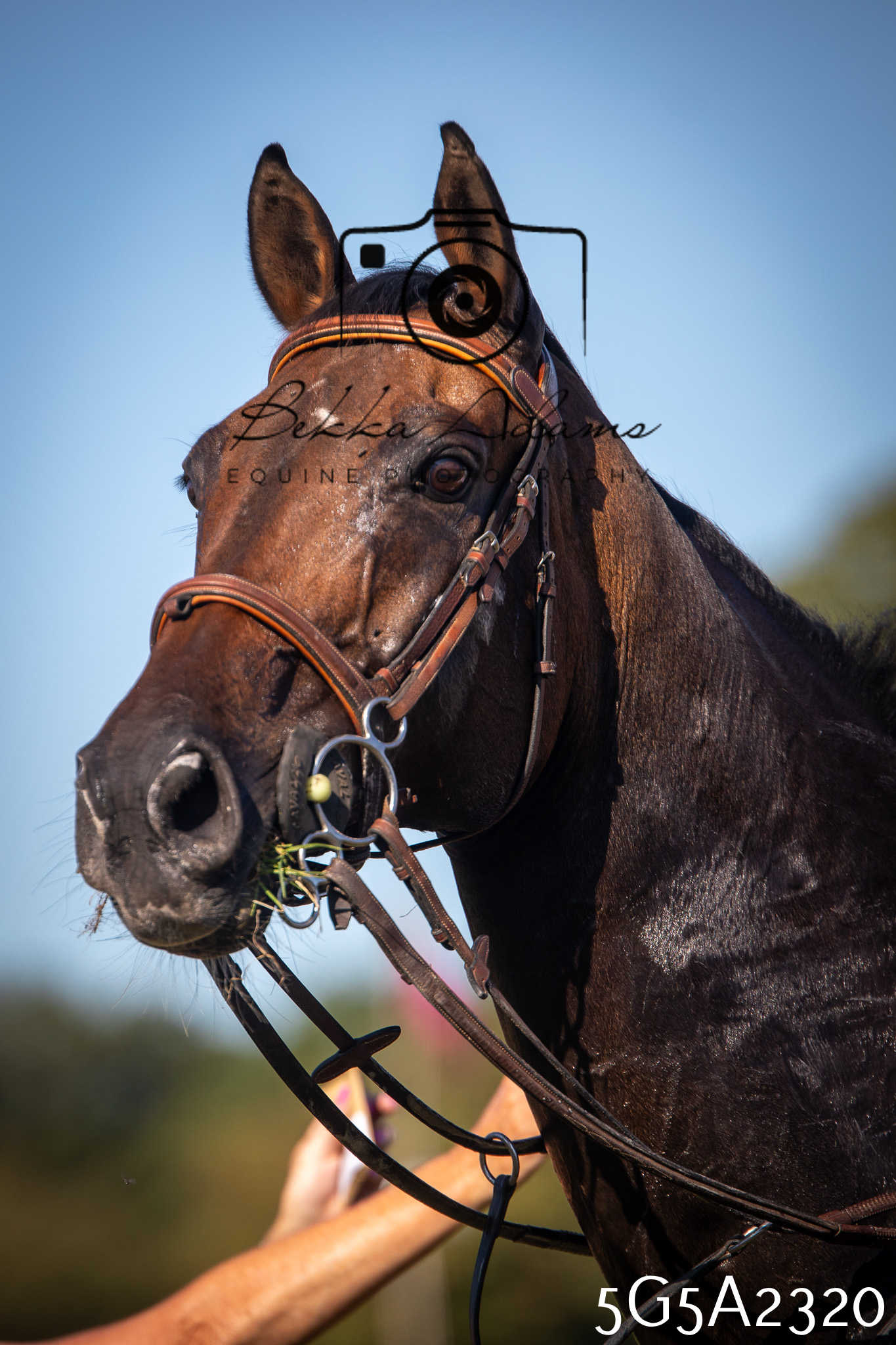 St Lawrence Charity Horse Show - Sunday pt3