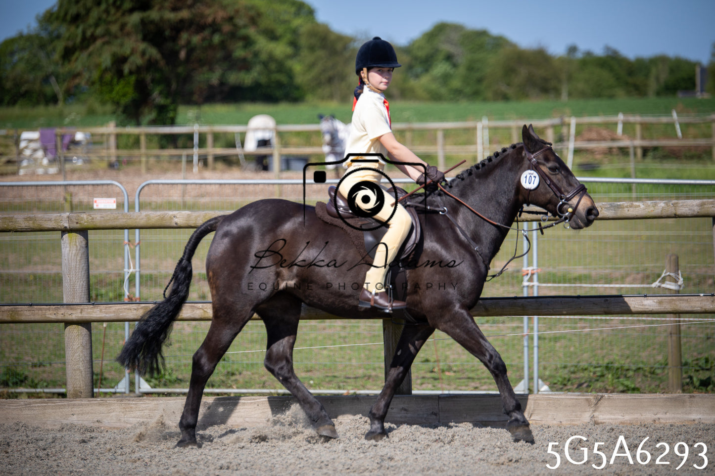 Home Farm Working Hunter 24th May 2026