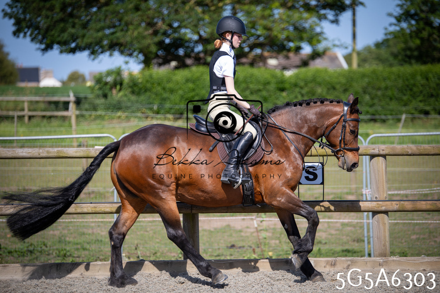 Home Farm Working Hunter 24th May 2026