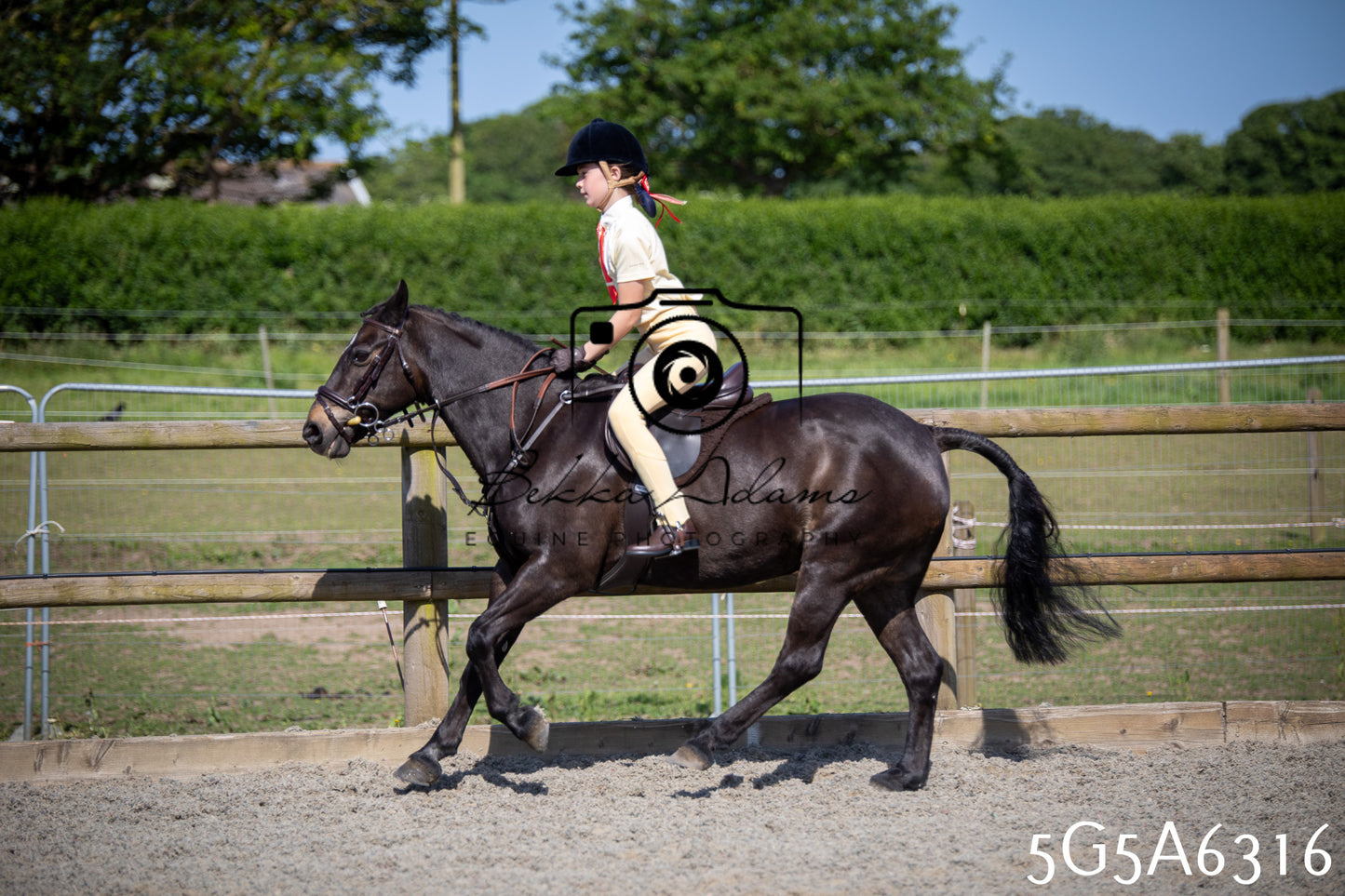 Home Farm Working Hunter 24th May 2026
