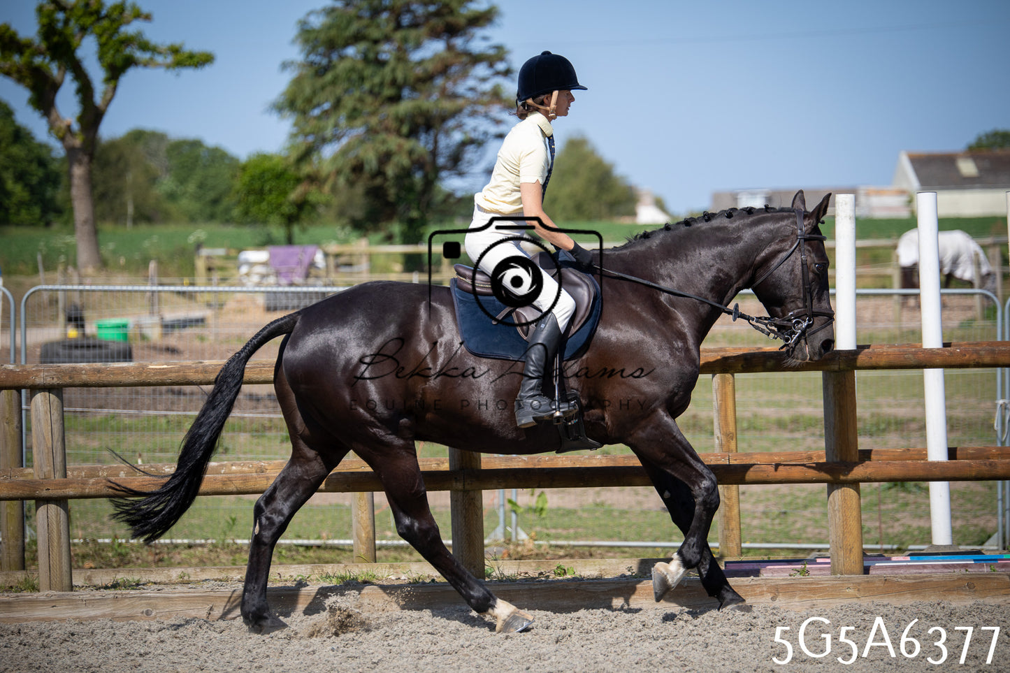 Home Farm Working Hunter 24th May 2026
