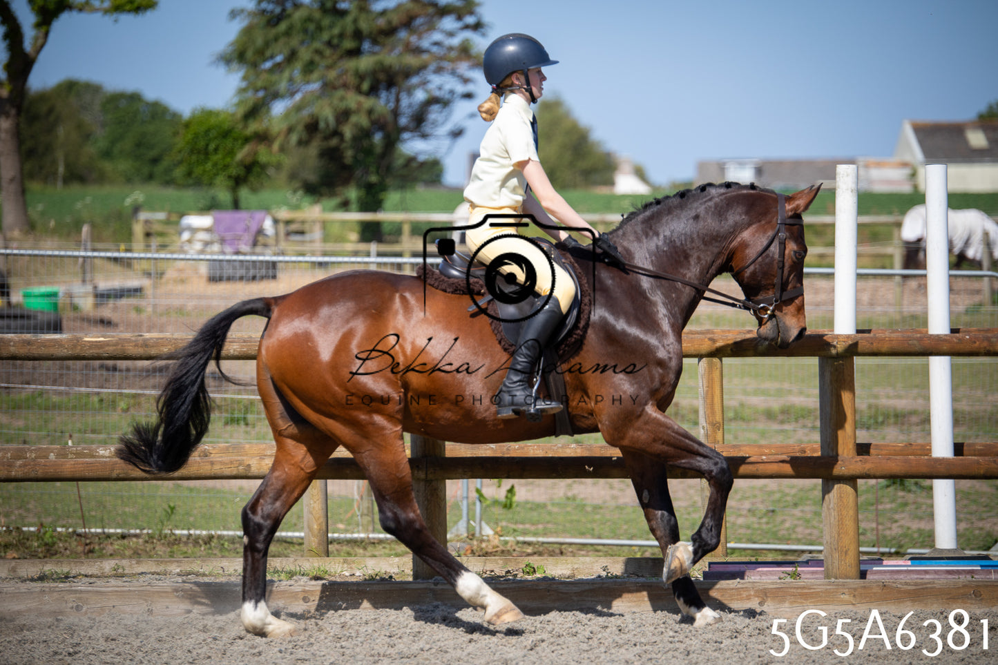 Home Farm Working Hunter 24th May 2026