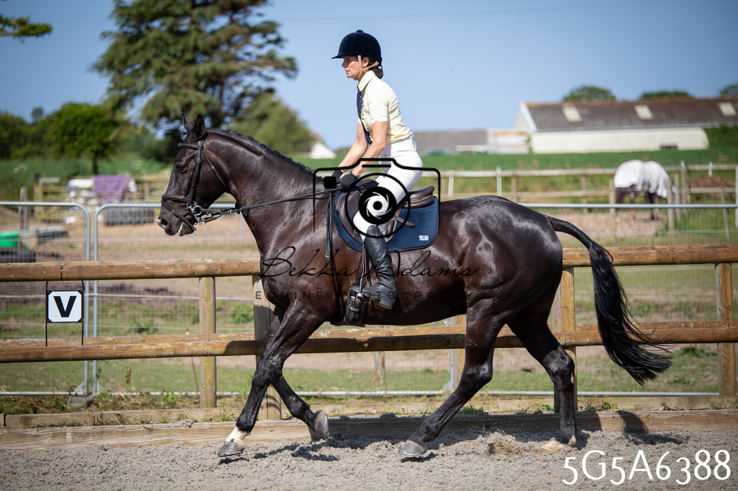 Home Farm Working Hunter 24th May 2026