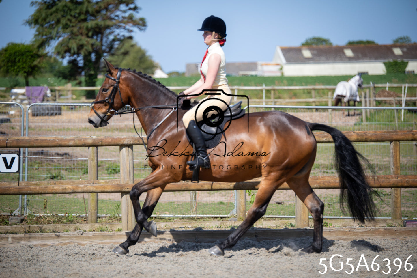 Home Farm Working Hunter 24th May 2026