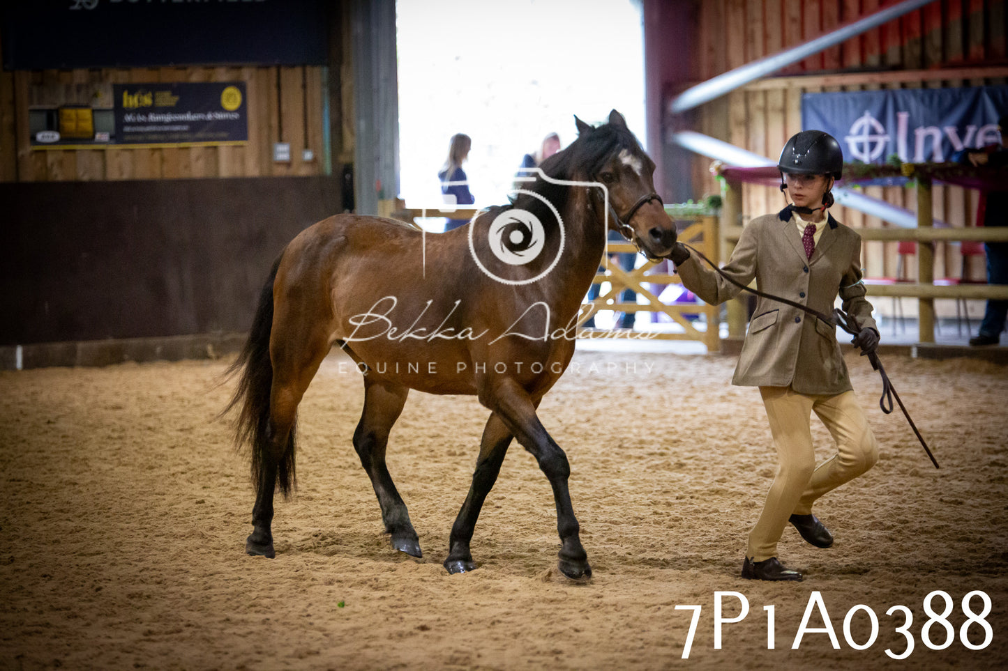 JHOYS 2025 - In hand Showing - 27th September pt2