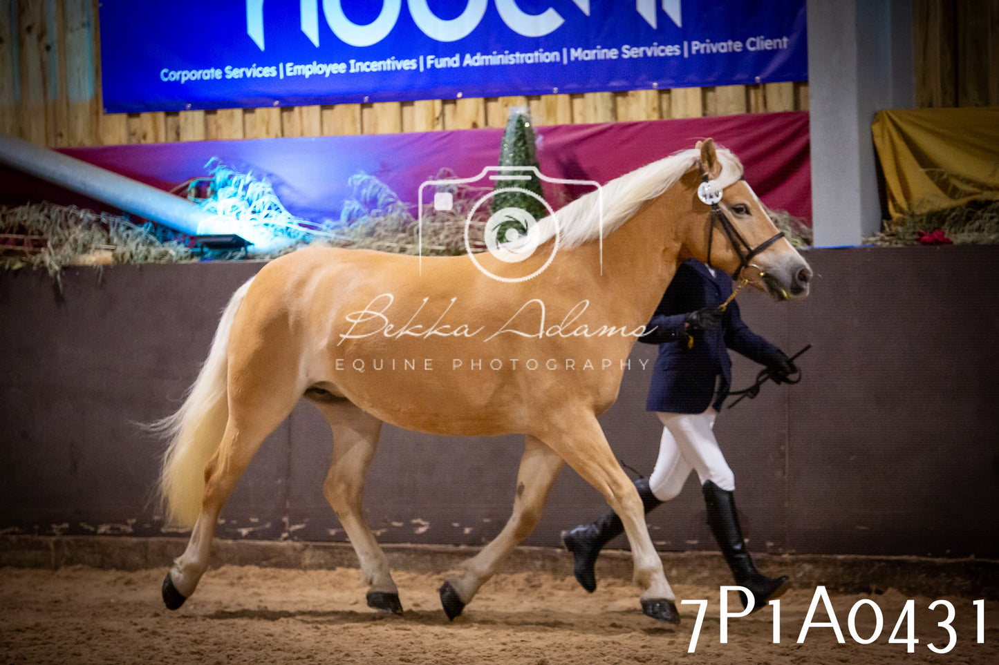 JHOYS 2025 - In hand Showing - 27th September pt2