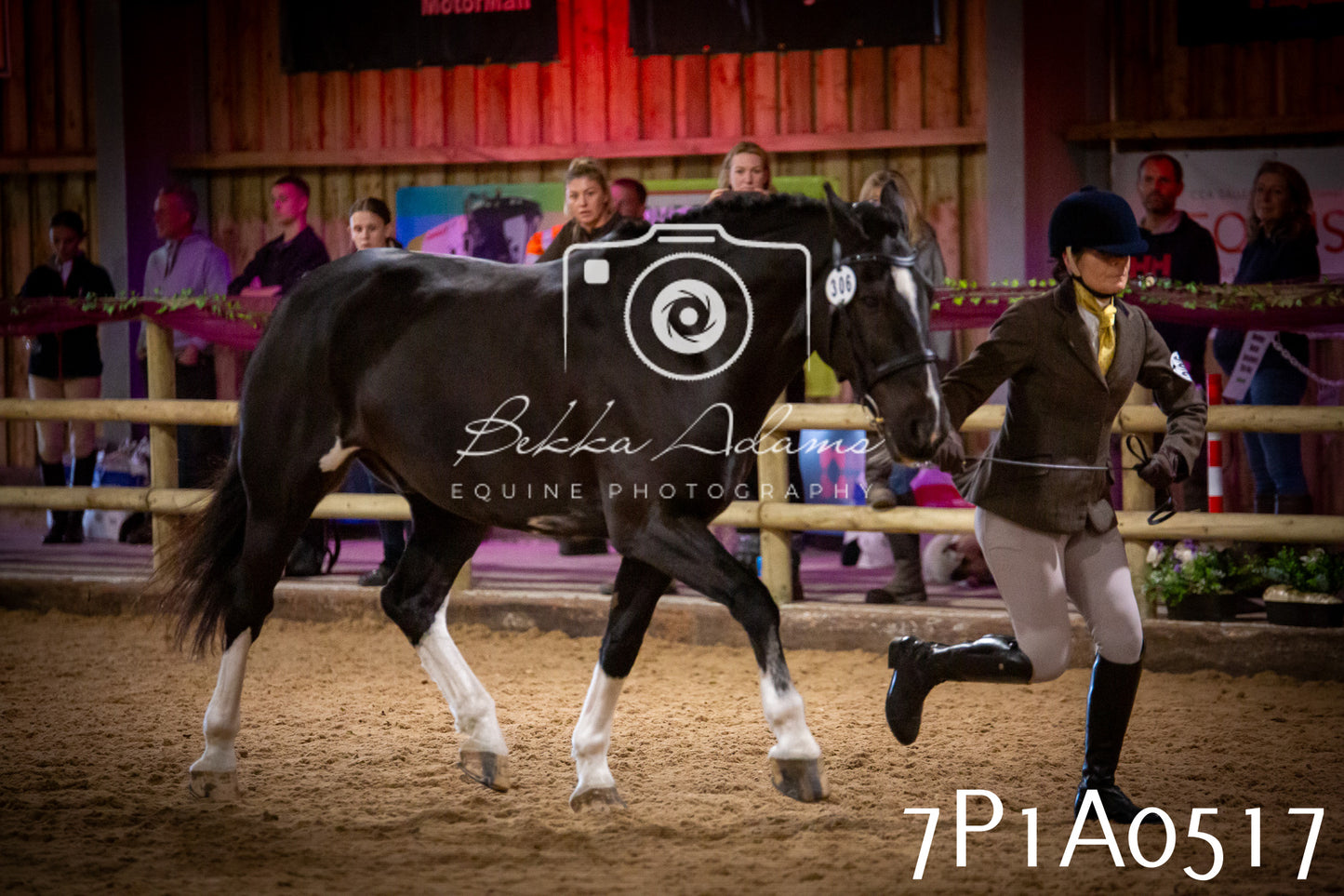 JHOYS 2025 - In hand Showing - 27th September pt2