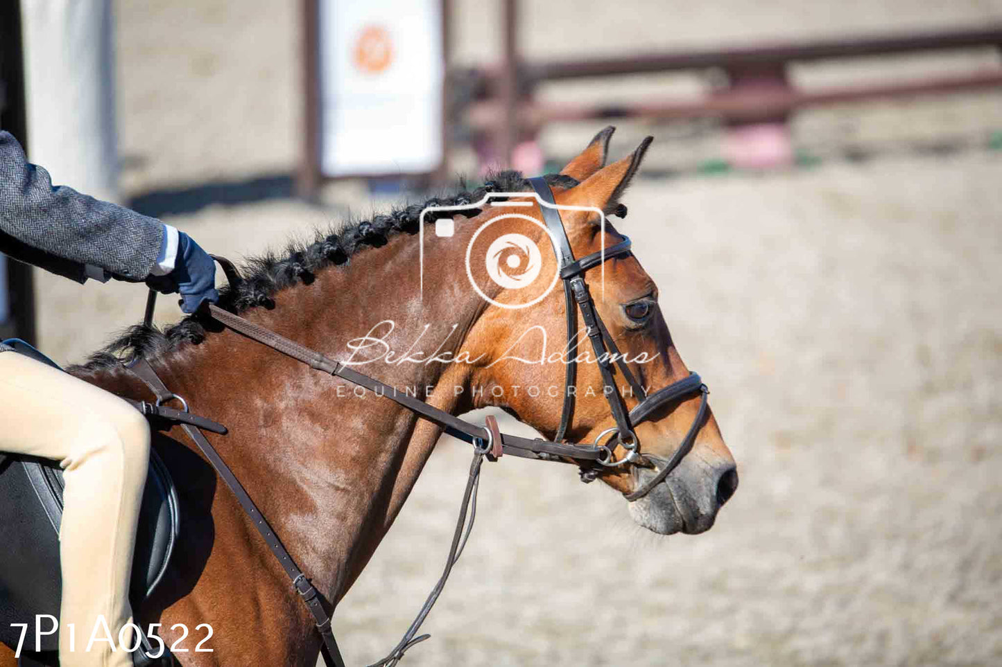 Home Farm Annual Show - Working Hunter 19th August 2023