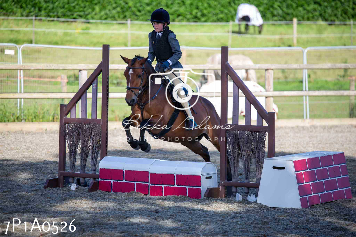 Home Farm Annual Show - Working Hunter 19th August 2023