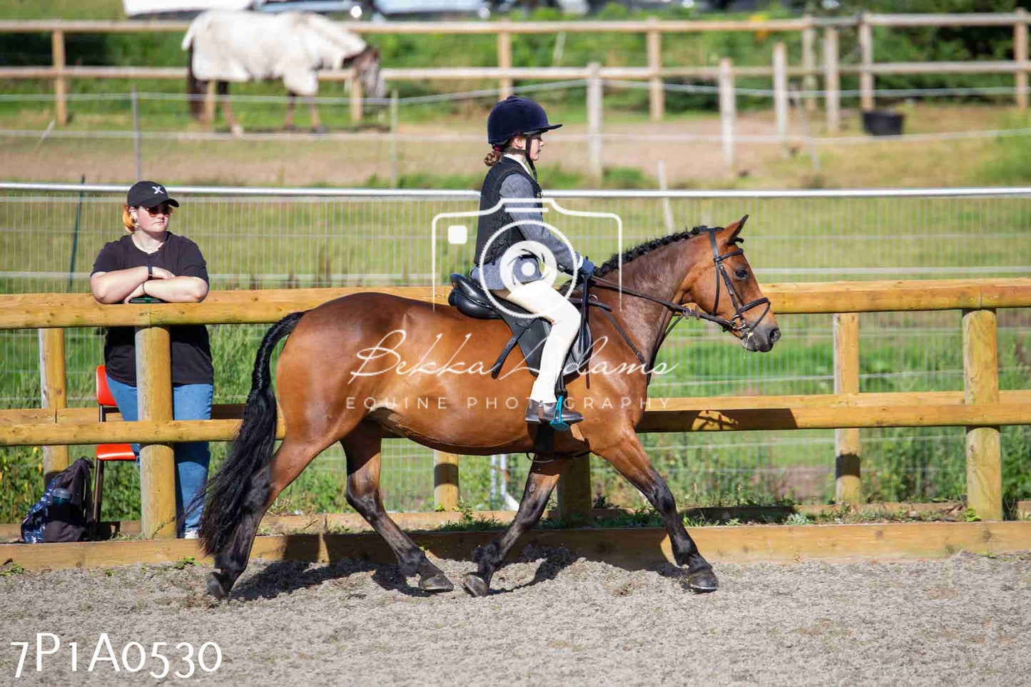 Home Farm Annual Show - Working Hunter 19th August 2023